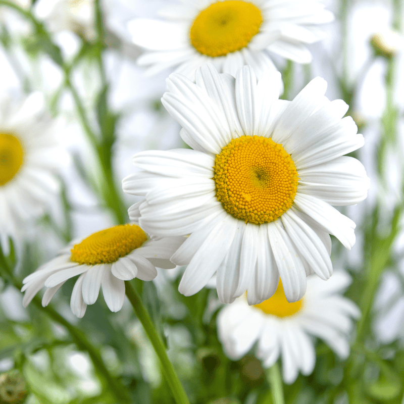 Chamomile Flowers - Soapmaid Photo 1