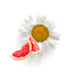 Chamomile Grapefruit Fragrance Oil - Soapmaid