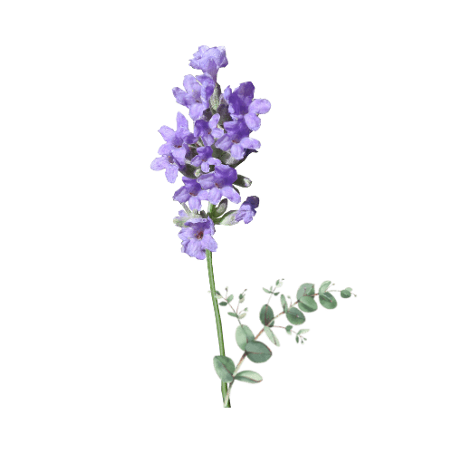 French Lavender Fragrance - Soapmaid