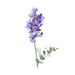 French Lavender Fragrance - Soapmaid