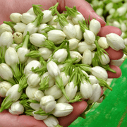 Dried Jasmine Buds - Soapmaid - Photo 1