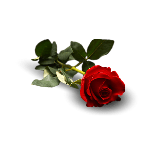 Rose Fragrance Oil - Soapmaid