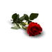 Rose Fragrance Oil - Soapmaid